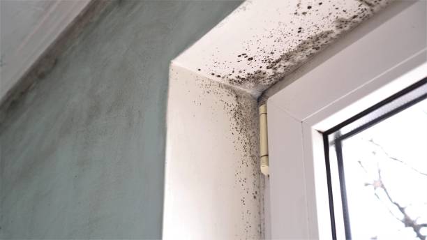 Best Attic Mold Removal  in Chatham, IL