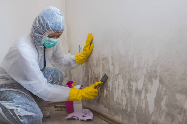 Crawl Space Mold Removal in Chatham, IL
