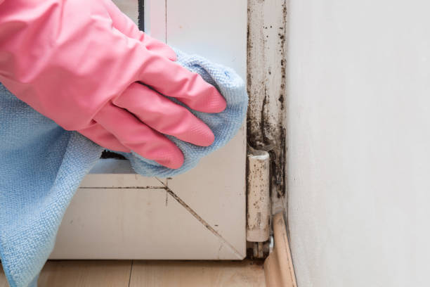 Professional Mold Removal in Chatham, IL